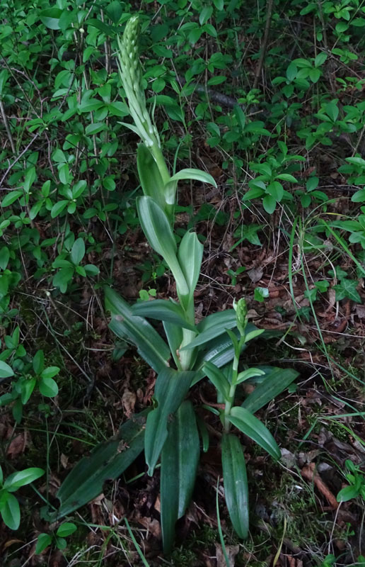 Himantoglossum adriaticum - Rovereto (TN)